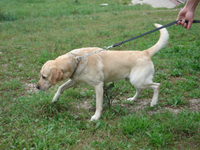 Obélix labrador sable de 4ans Obelix10