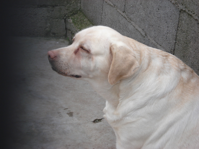 Prune femelle labrador reformée d'élevage Prune10