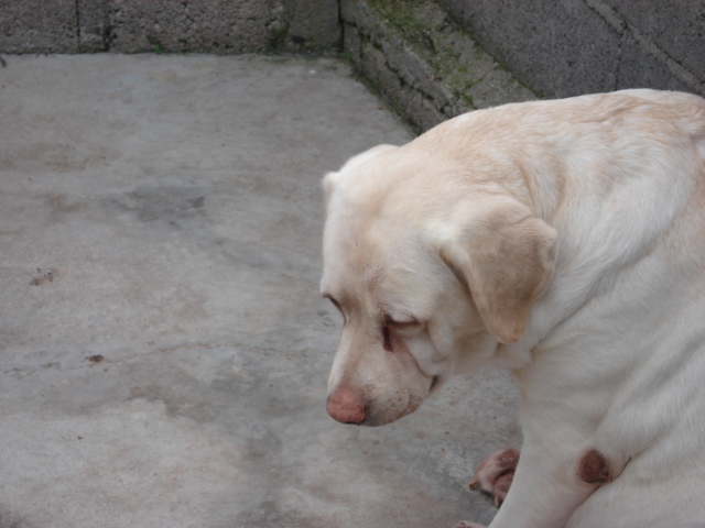 Prune femelle labrador reformée d'élevage Prune_11