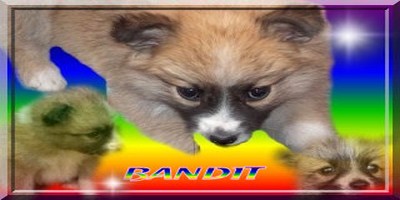 pour bandit Bandit10