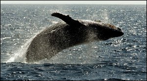 Les baleines grises du Pacifique en petit nombre Bilde10