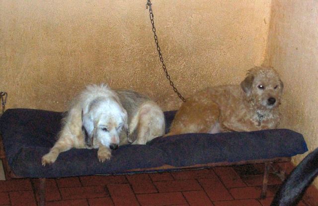 Photos des chiens le 31 octobre 2007 Cesarg10