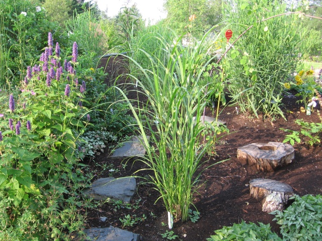 Miscanthus sinensis " Strictus" 07-09-27