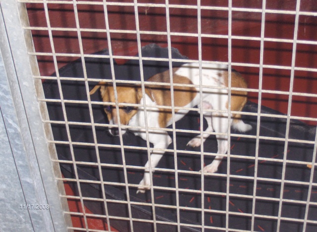 B-Verviers : cage 33 jack russel male Hpim0626