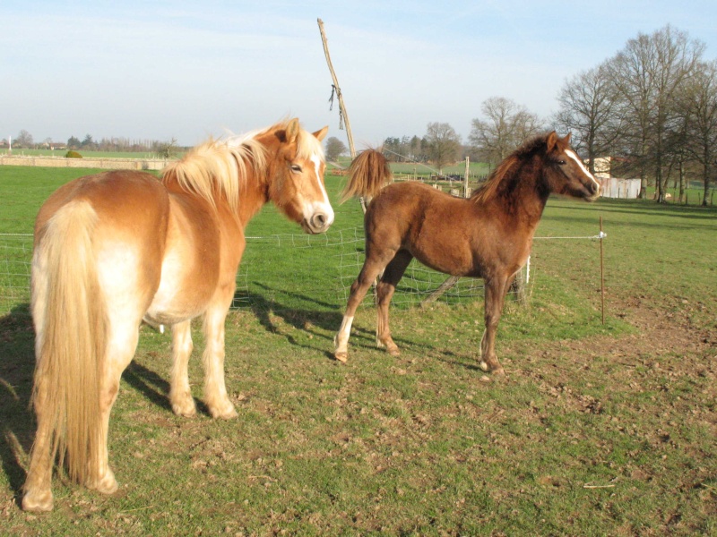 SULLEIMANN - ps arabe pur Crabbet - IRE ** - en Normandie Poulic12