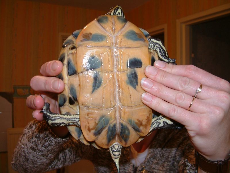 NOUVELLE VENUE Turtle14