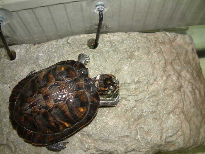 NOUVELLE VENUE Turtle17