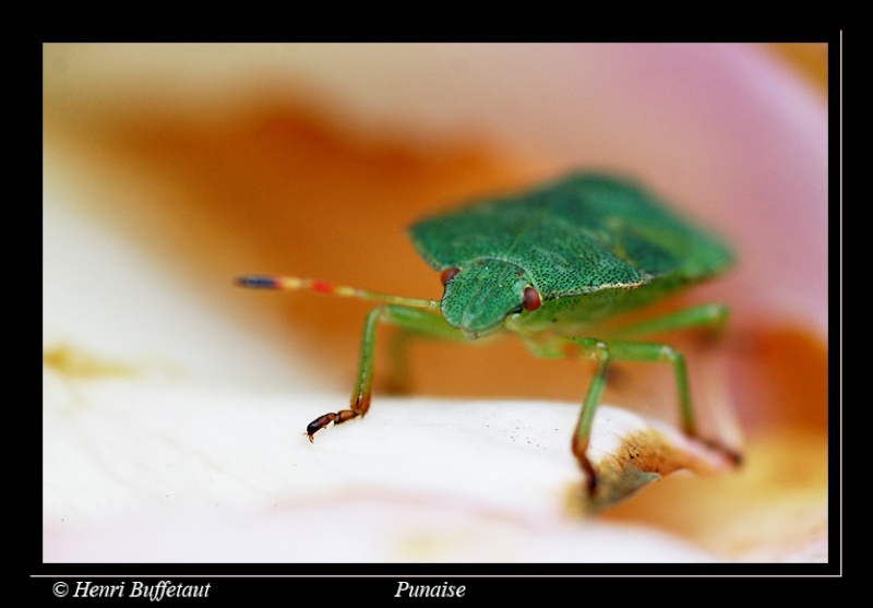 60mm macro Nikkor: Sublimes horreurs Dsc_6710