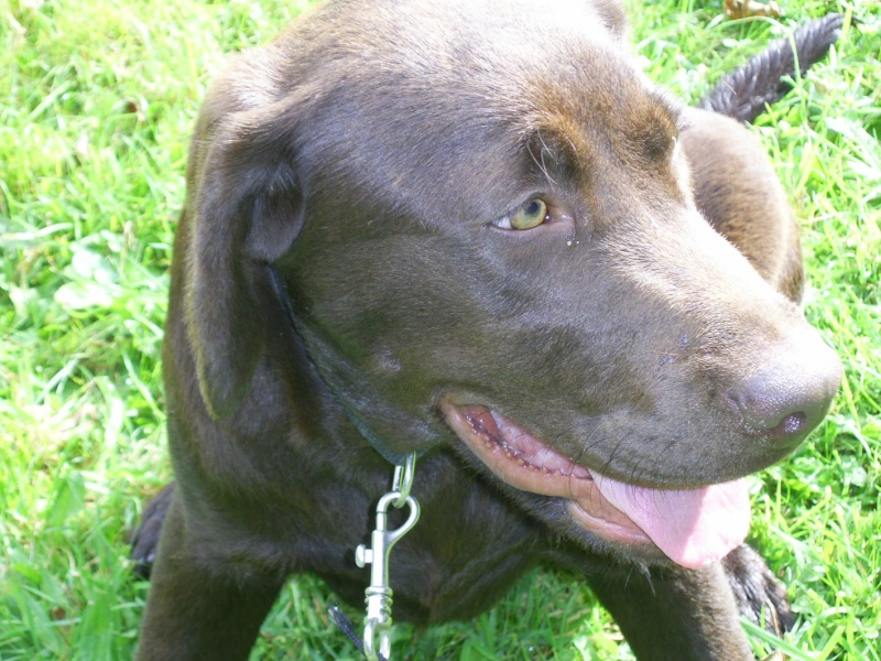 CIGALE et CANELLE bébé labrador de 5 mois Cigale10