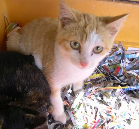 Beau petit chaton roux et blanc  4/5 mois à l'adoption Imgp9911