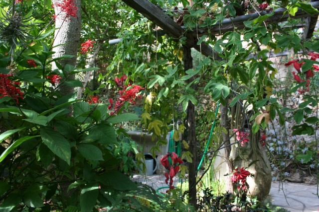 Visite d'un jardin extraordinaire Odonto12