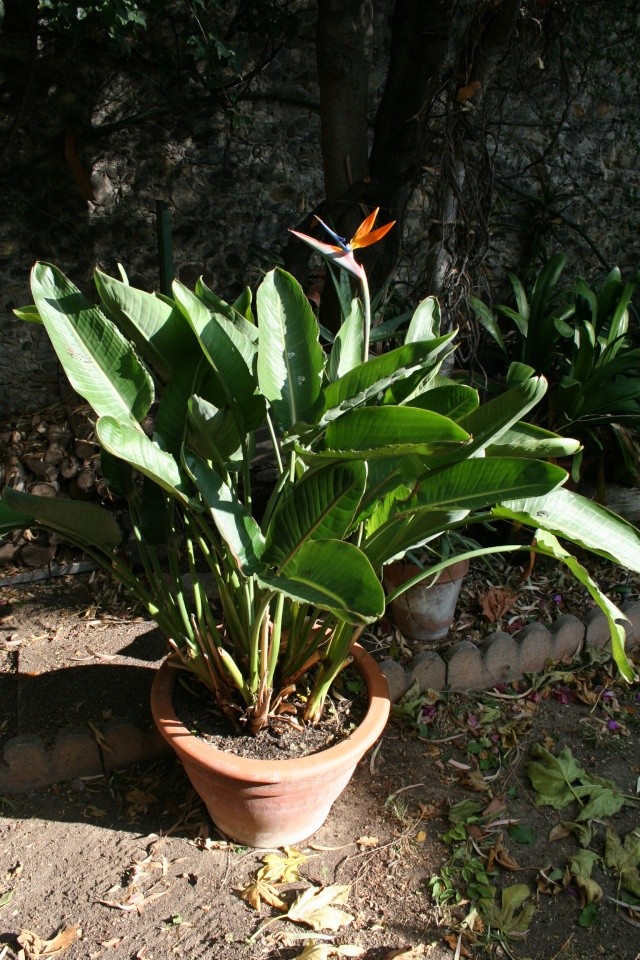 Strelitzia reginae, première fleur de la saison Streli12