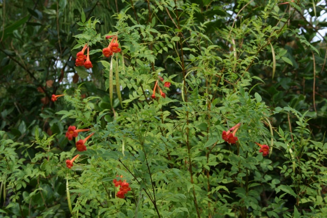 Visite d'un jardin extraordinaire Tecoma10