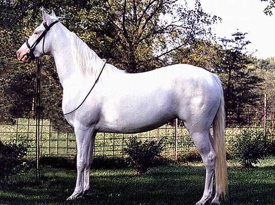 cheval albinos ou pas? Albino11