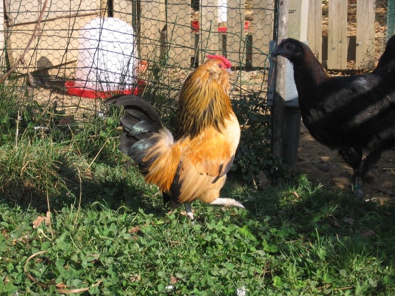 Mon coq barbu d'anvers caille Img_2910