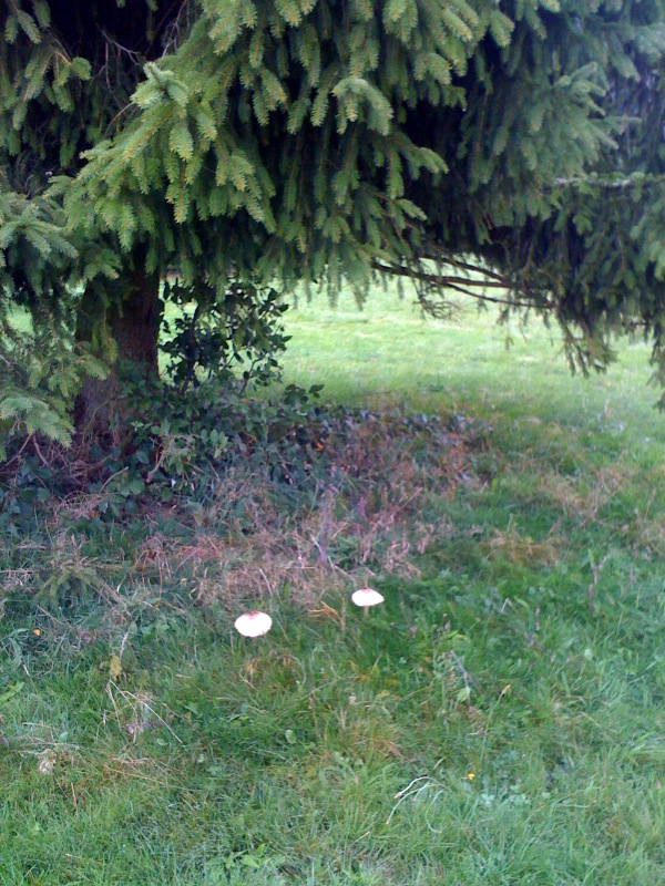 cueillette des champignons  Photo116