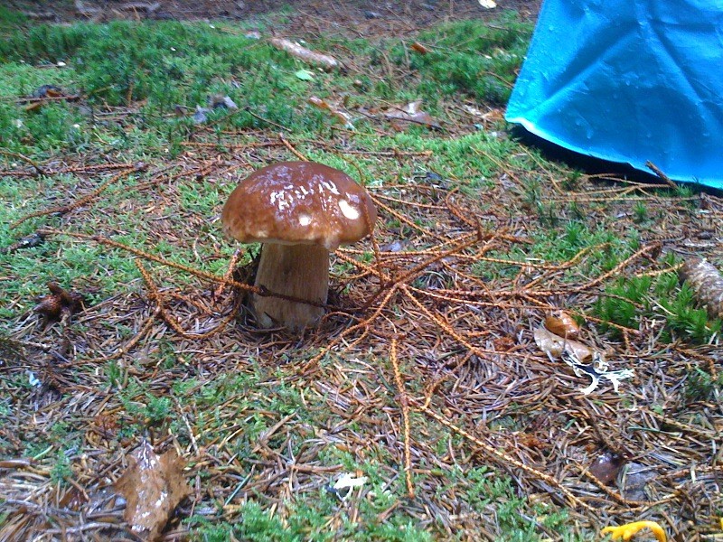 cueillette des champignons  Photo310