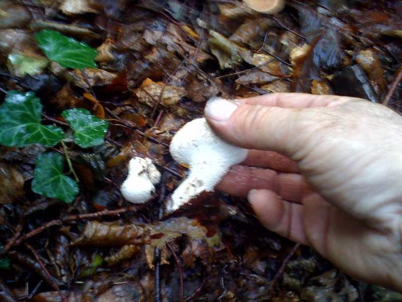 cueillette des champignons  Photo810