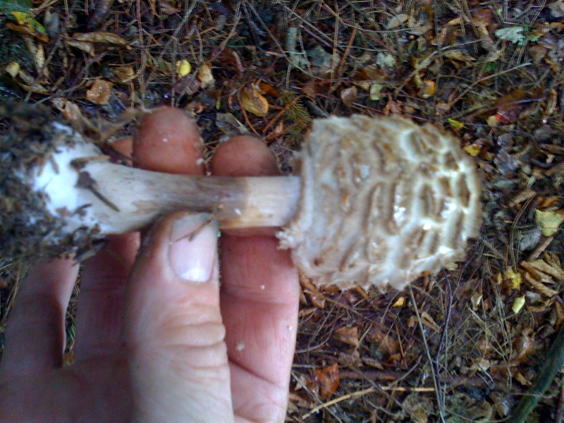 cueillette des champignons  Photo910