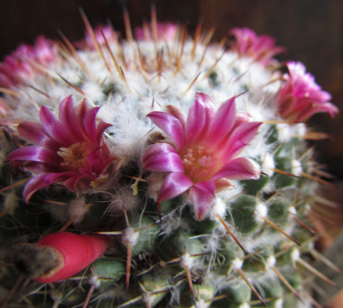 Mammillaria compressa  Mami_p10