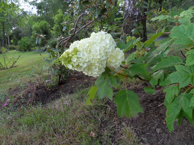 hortensias - Hortensias  Sdc17439