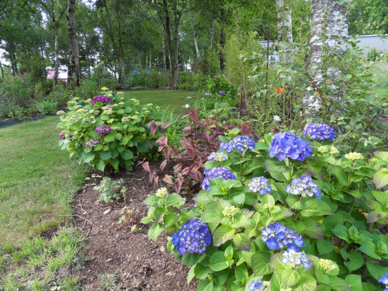 Hortensias Sdc17440