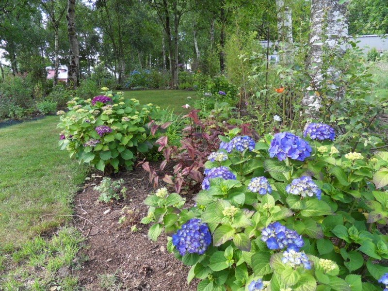 hortensias - Hortensias  Sdc17440