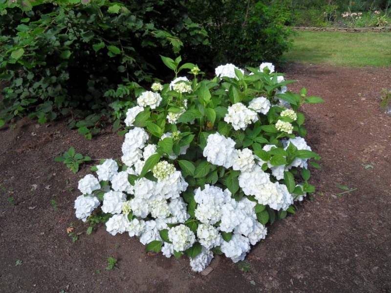 Hortensias  Sdc17514