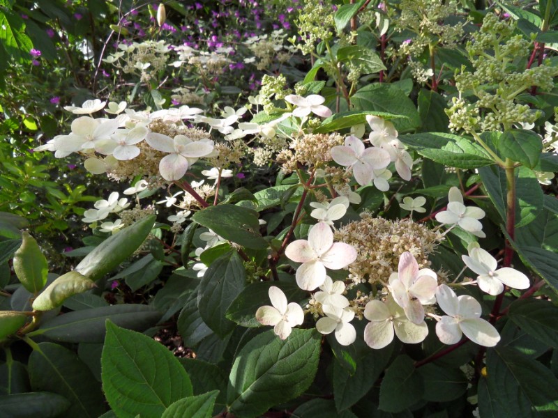 Hortensias Sdc17515
