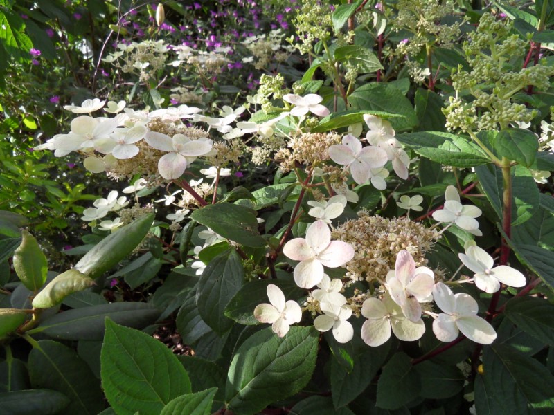 hortensias - Hortensias  Sdc17515