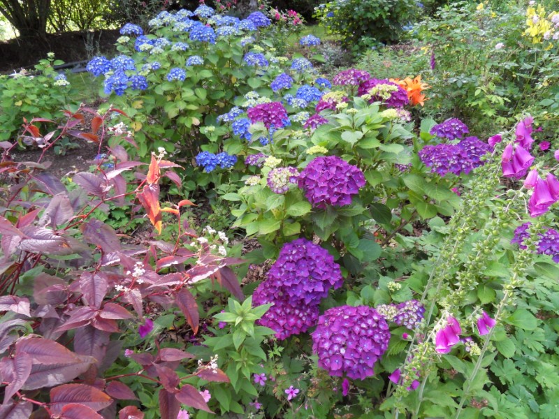 Hortensias Sdc17517