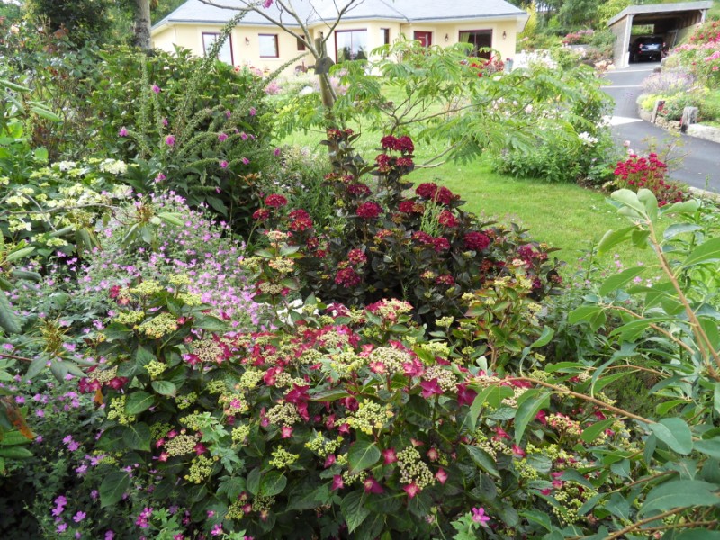 Hortensias Sdc17519