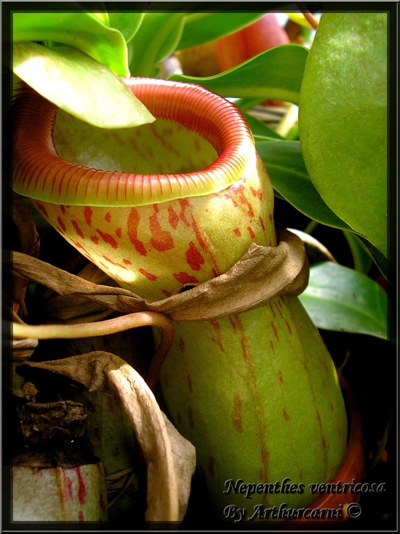 mes photos ... de Plantes carnivores Nepent10