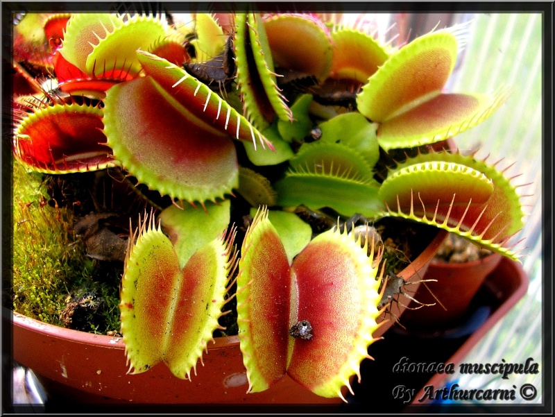 mes photos ... de Plantes carnivores P9120011