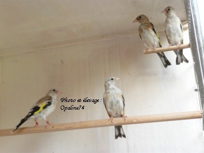 Photos de quelques oiseaux de mon élevage P1010413
