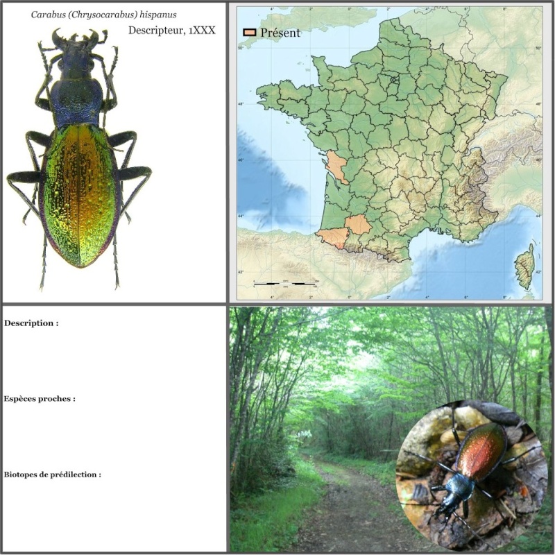 Planches Ebauch10