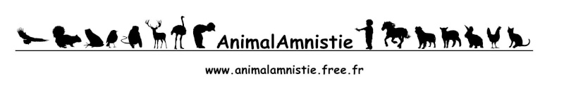 CONCOURS DE CREATION LOGO ASSOCIATION ANIMAL AMNISTIE - Page 2 Logo_012