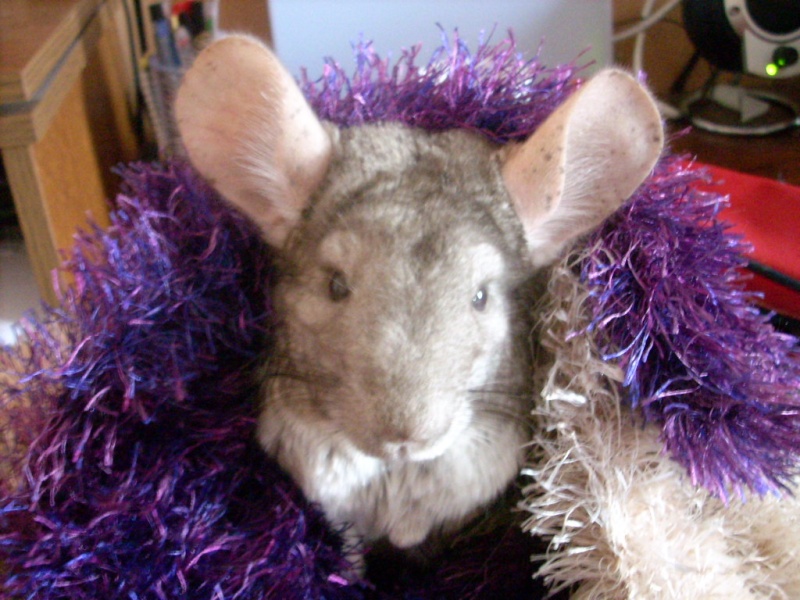 Bounty et Caramel mes chinchillas Photo_17