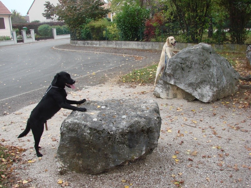 les toutous au boulot - Page 2 Dsc03110