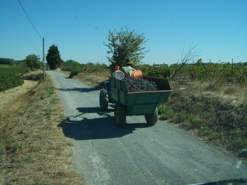 PP6D aux vendanges 102_2010