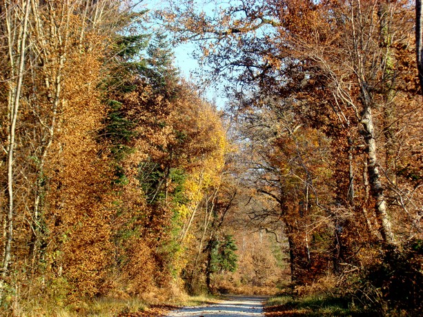 foreêt ,derniers sursauts de l'automne Dsc07516