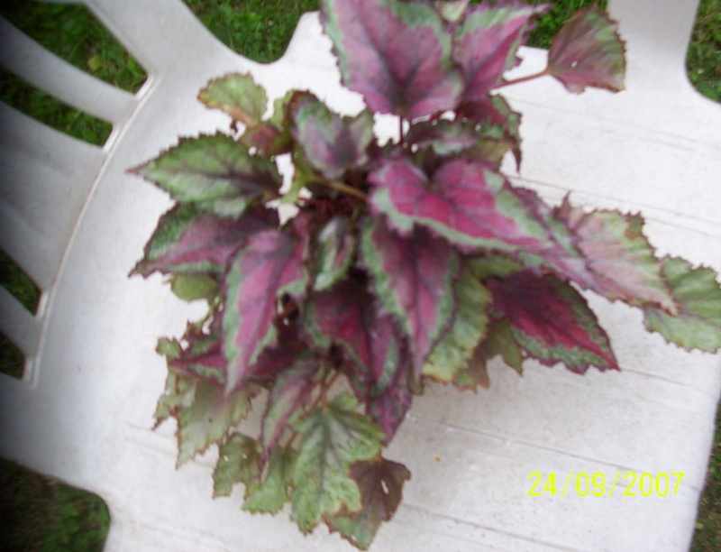 begonias Photo_12