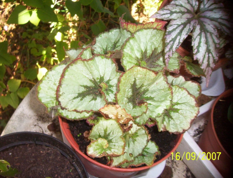 begonias Photo_14