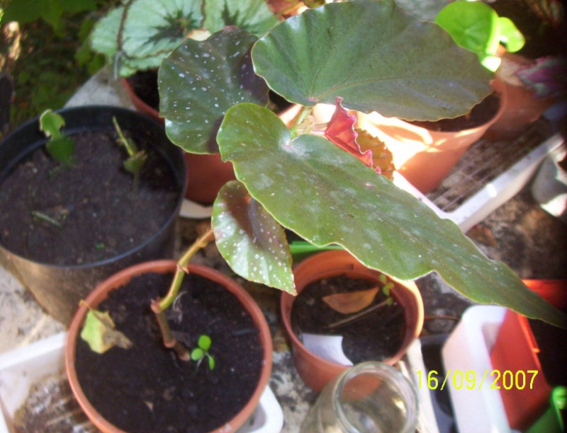 begonias Photo_15