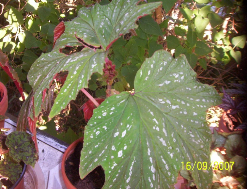 begonias Photo_16