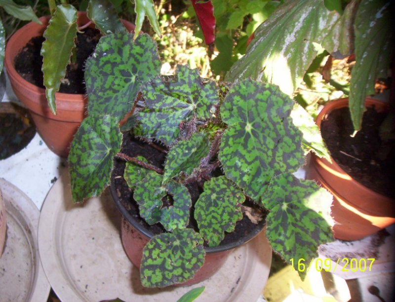 begonias Photo_17