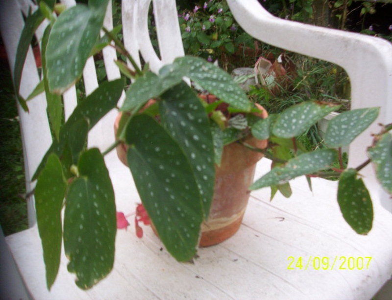 begonias Photo_18