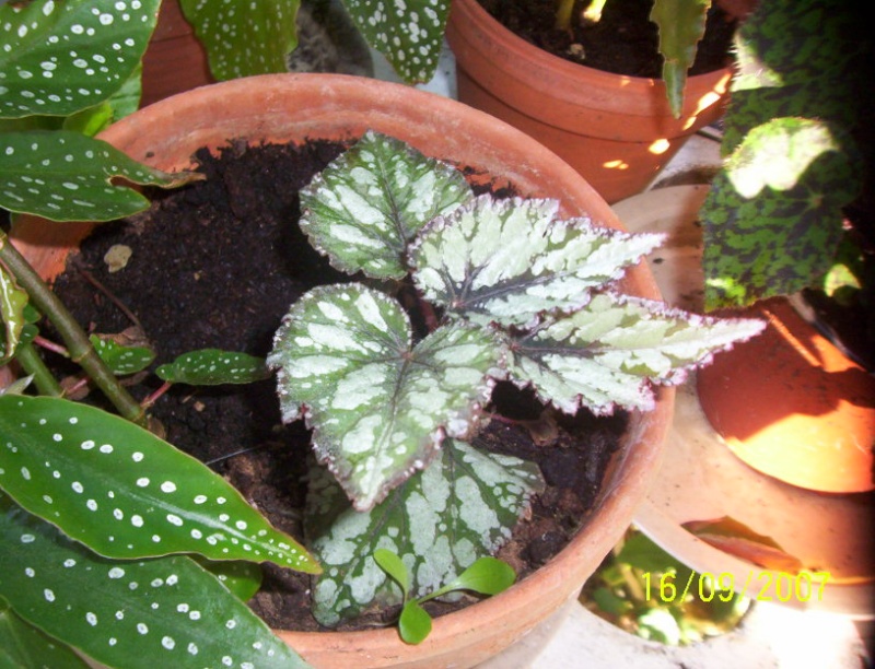 begonias Photo_19