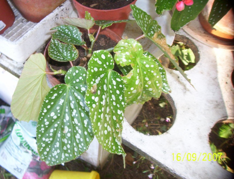 begonias Photo_20