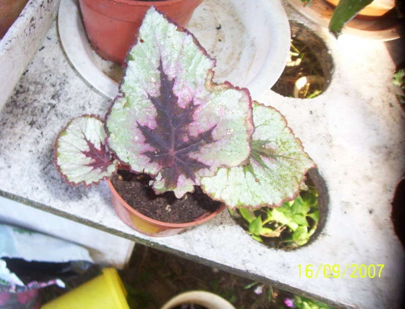 begonias Photo_21